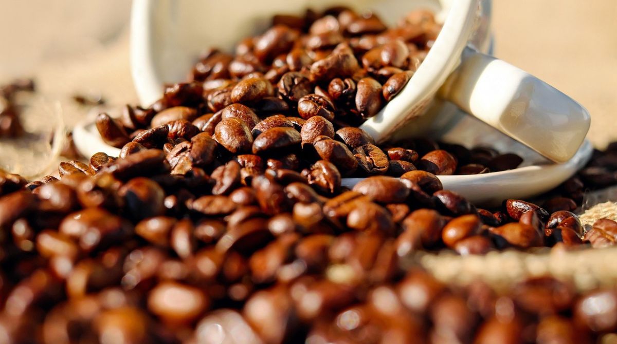 Cafeicultura