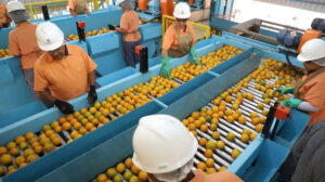trabalhadores fazendo a separação de laranjas