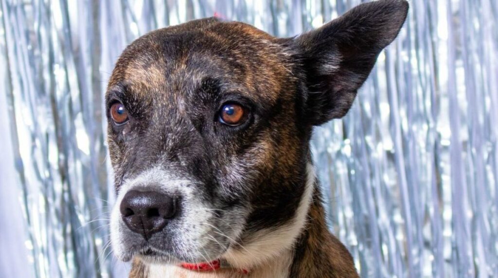Valente, cão que espera adoção na Cão Viver