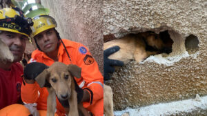 cachorrinho sendo resgatado