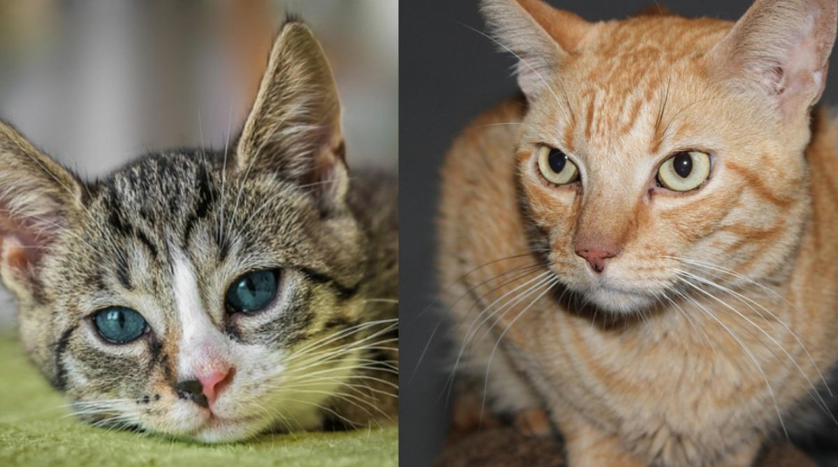 Dois gatos, um com pelagem cinza e branca e o outro com a pelagem laranja.