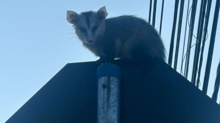 gambá em cima de placa