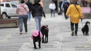 cachorrinhos agasalhados andando na rua