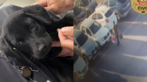 homem abandona cachorro