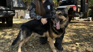 Cão policial
