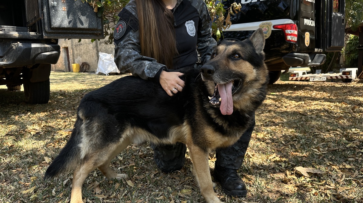 Cão policial