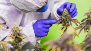 cannabis