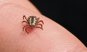 Carrapato transmissor da febre maculosa