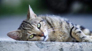 gato