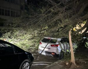 Queda de árvore em BH