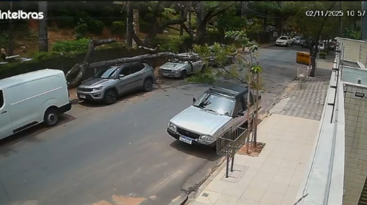 árvore cai em carro