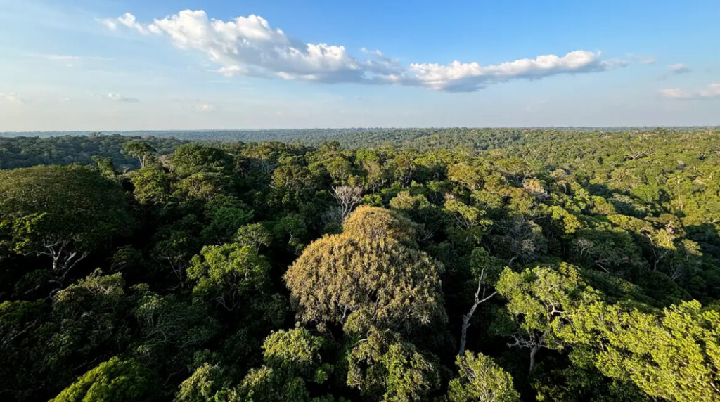 Floresta Amazônica