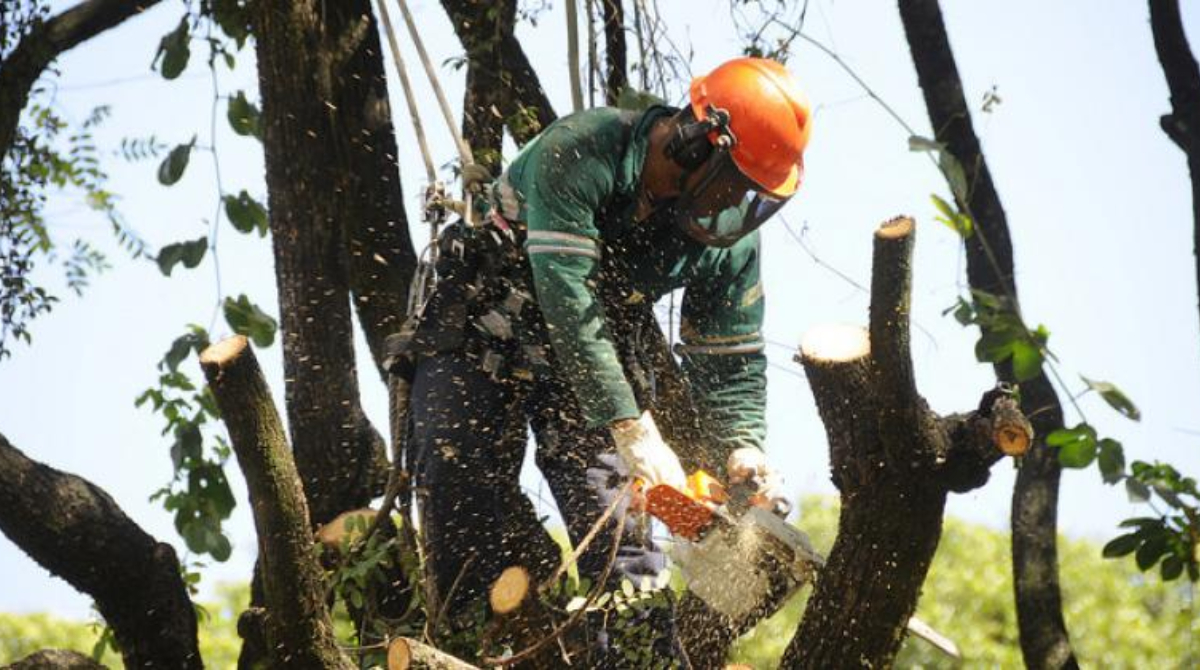 homem podando árvore