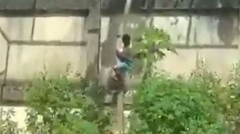 Um vídeo registrado por um visitante do local mostra o momento em que o rapaz entra no recinto do animal e é atacado. (Foto: Reprodução/X/MundoVivo)