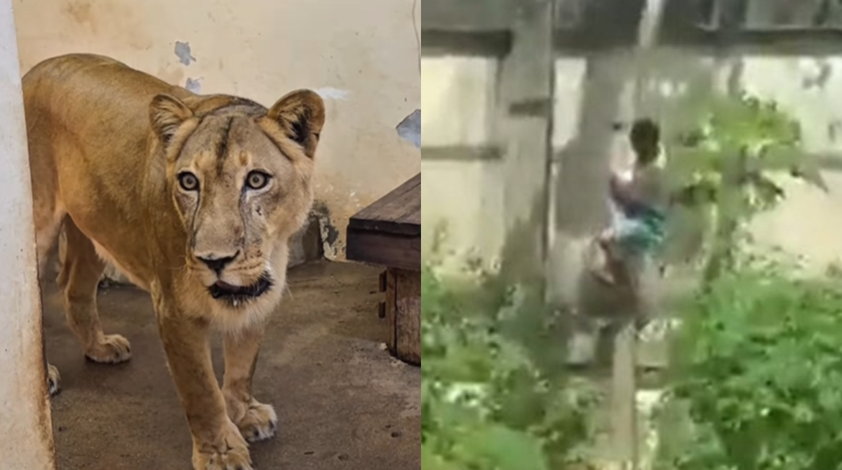 leoa que atacou jovem