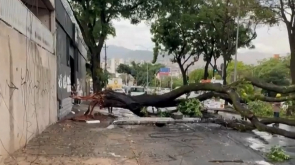 queda de árvore em bh