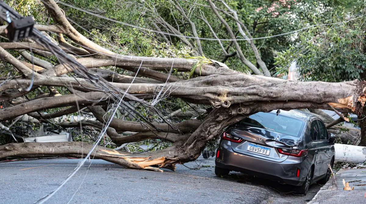árvore caiu em cima de carro