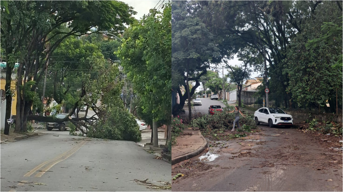 árvores caídas em minas gerais