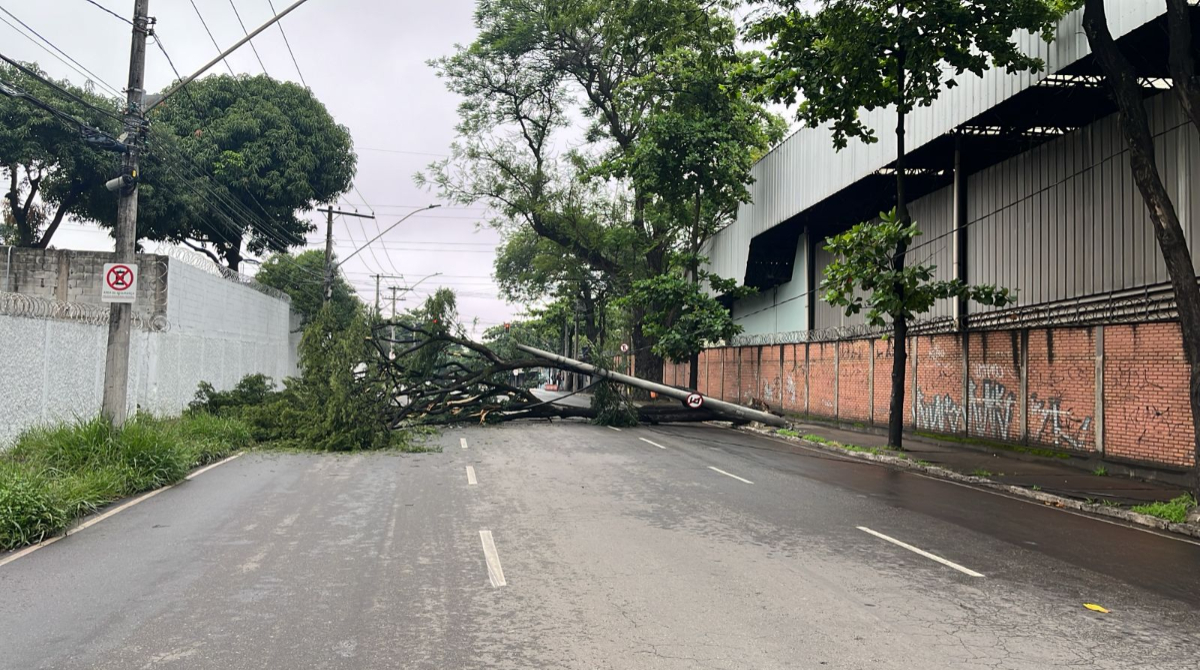 queda de árvore em contagem