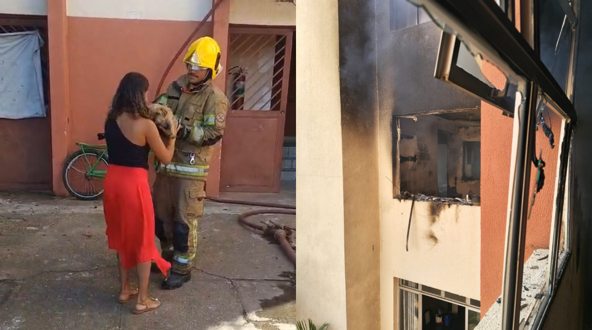 bombeiros salvam cachorro em bh