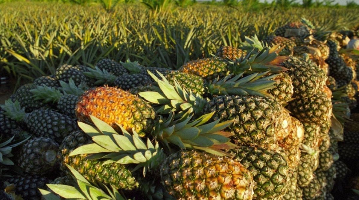 Fruticultura abacaxi