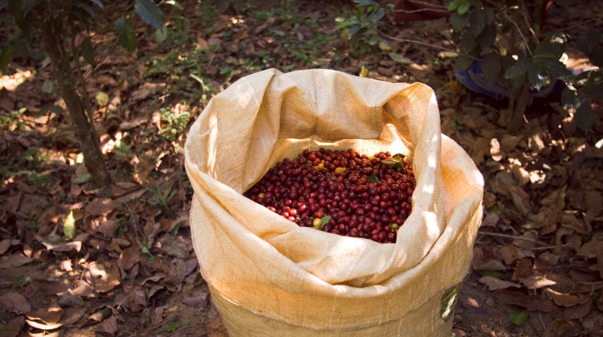 Exportação de café