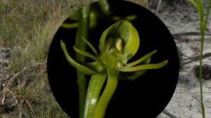 Orquídea