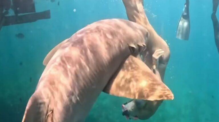 Vítima já está recuperada, voltou a mergulhar no mesmo local e não pretende tirar cicatriz. (Foto: Reprodução/Instagram/taydalazen)