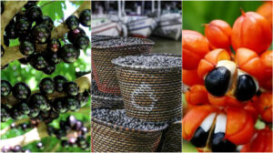 jabuticaba