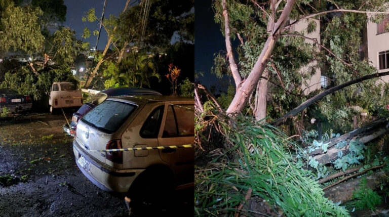 árvores caem barreiro