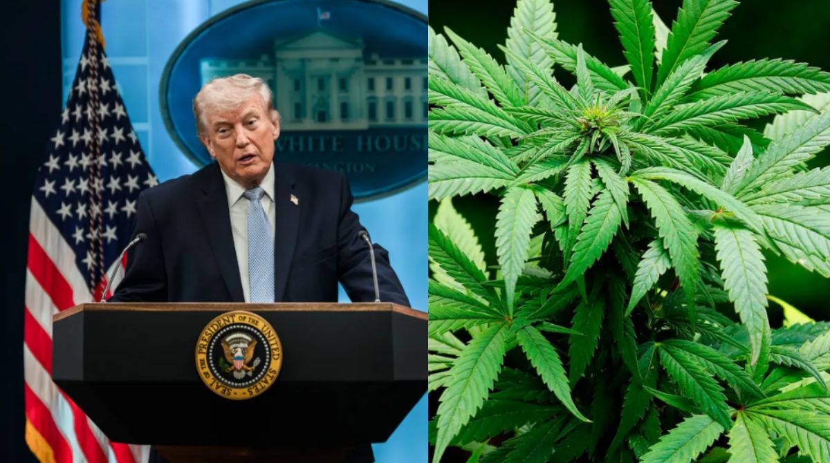 Em decisão histórica, governo Trump retira cannabis da lista de drogas proibidas e amplia acesso medicinal nos EUA. (Foto: Divulgação/WhiteHouse; Reprodução/Redes sociais)
