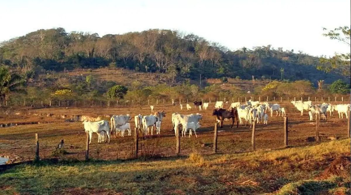 Fazenda