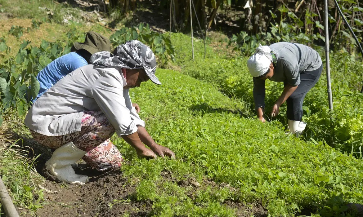Trabalhadores fazem colheita no campo