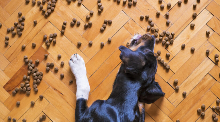 cachorro devorando ração espalhada pelo chão