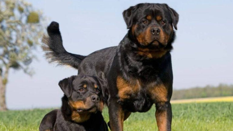 foto mostra dois cães da raça rottweiler