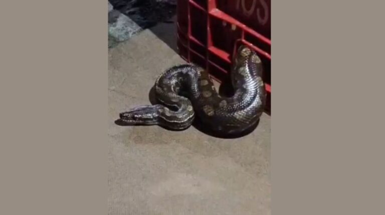 cobra