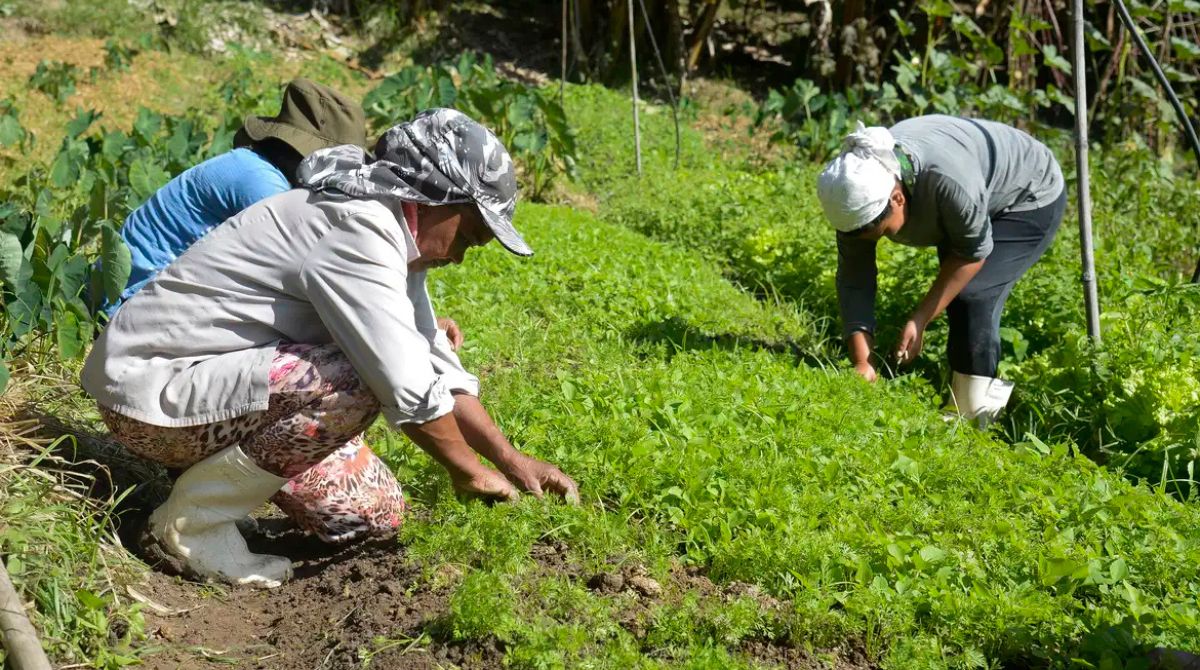 Trabalhadores rurais