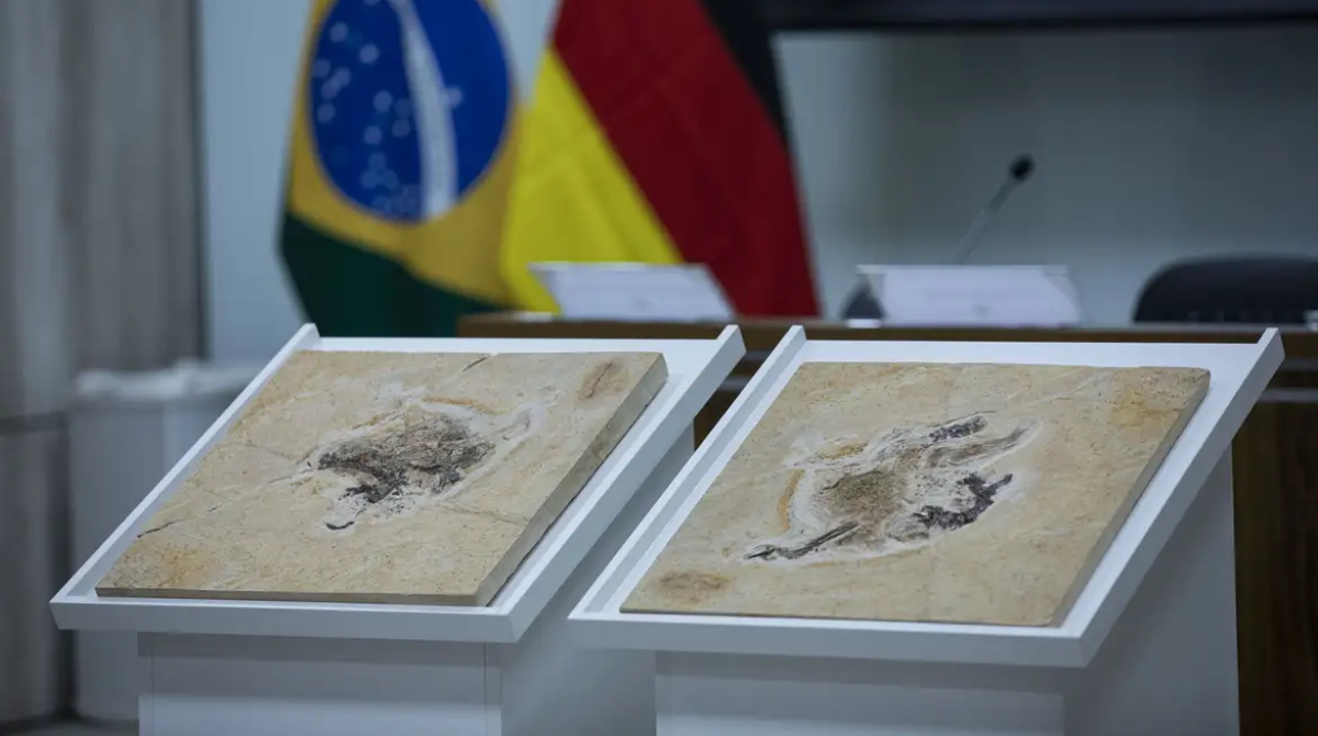 dinossauros