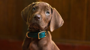 Scooby-Doo