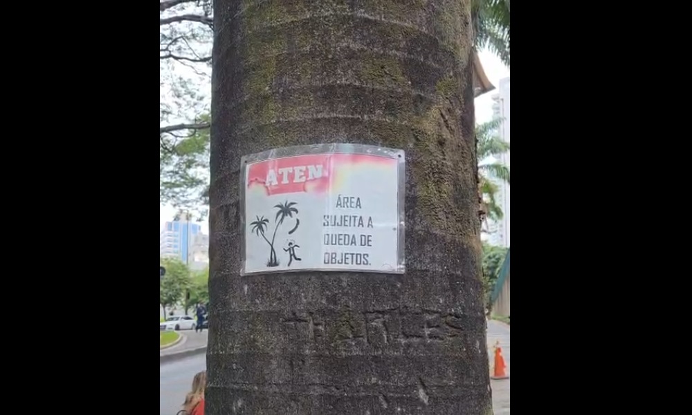 Avisos colados em coqueiros na Avenida Barbacena, em Belo Horizonte