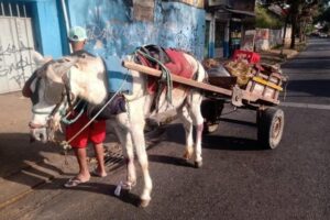 Carroças em Belo Horizonte