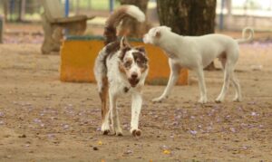 Cães em um parque