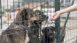 Cachorros sendo alimentados