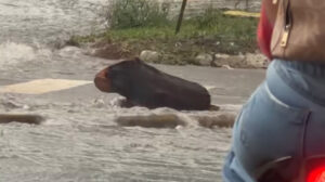 capivara