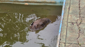 capivara
